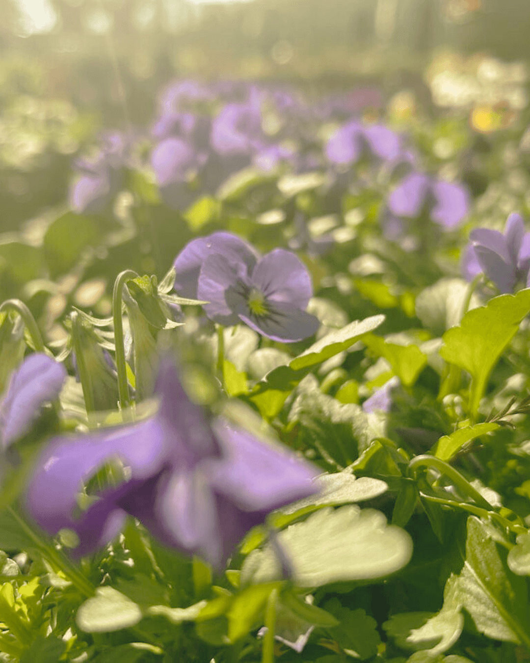 Dreamy purple pansies in golden sunlight - capturing the magical essence of Fleurene Jewellery